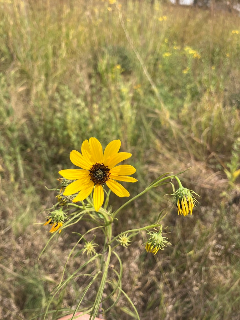 Willowleaf Sunflower (Helianthus salicifolius)