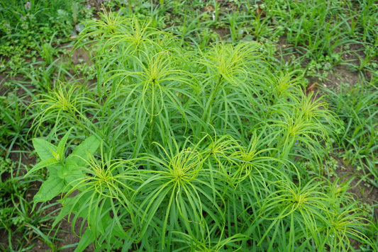 Willowleaf Sunflower (Helianthus salicifolius)