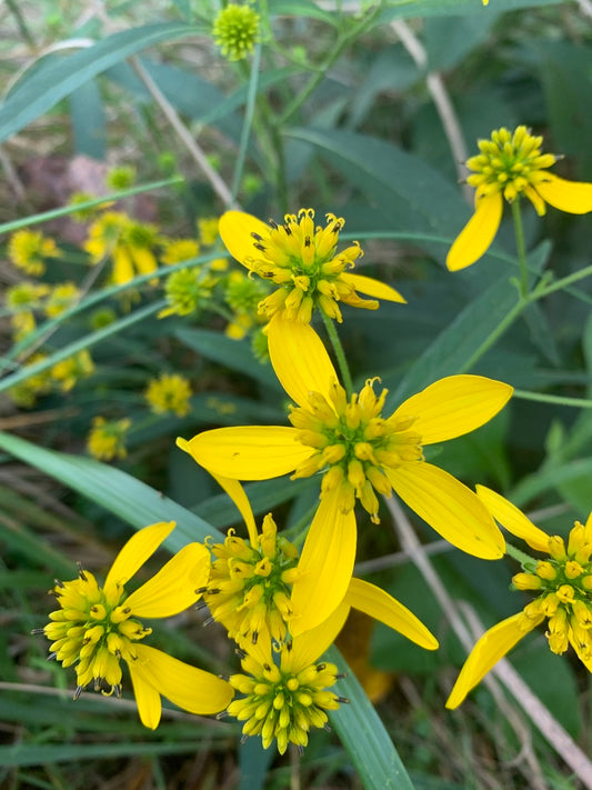 Yellow Wingstem (Verbesina alternifolia)