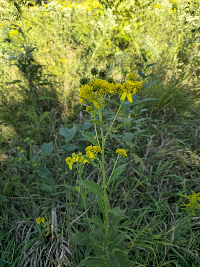 Yellow Wingstem (Verbesina alternifolia)
